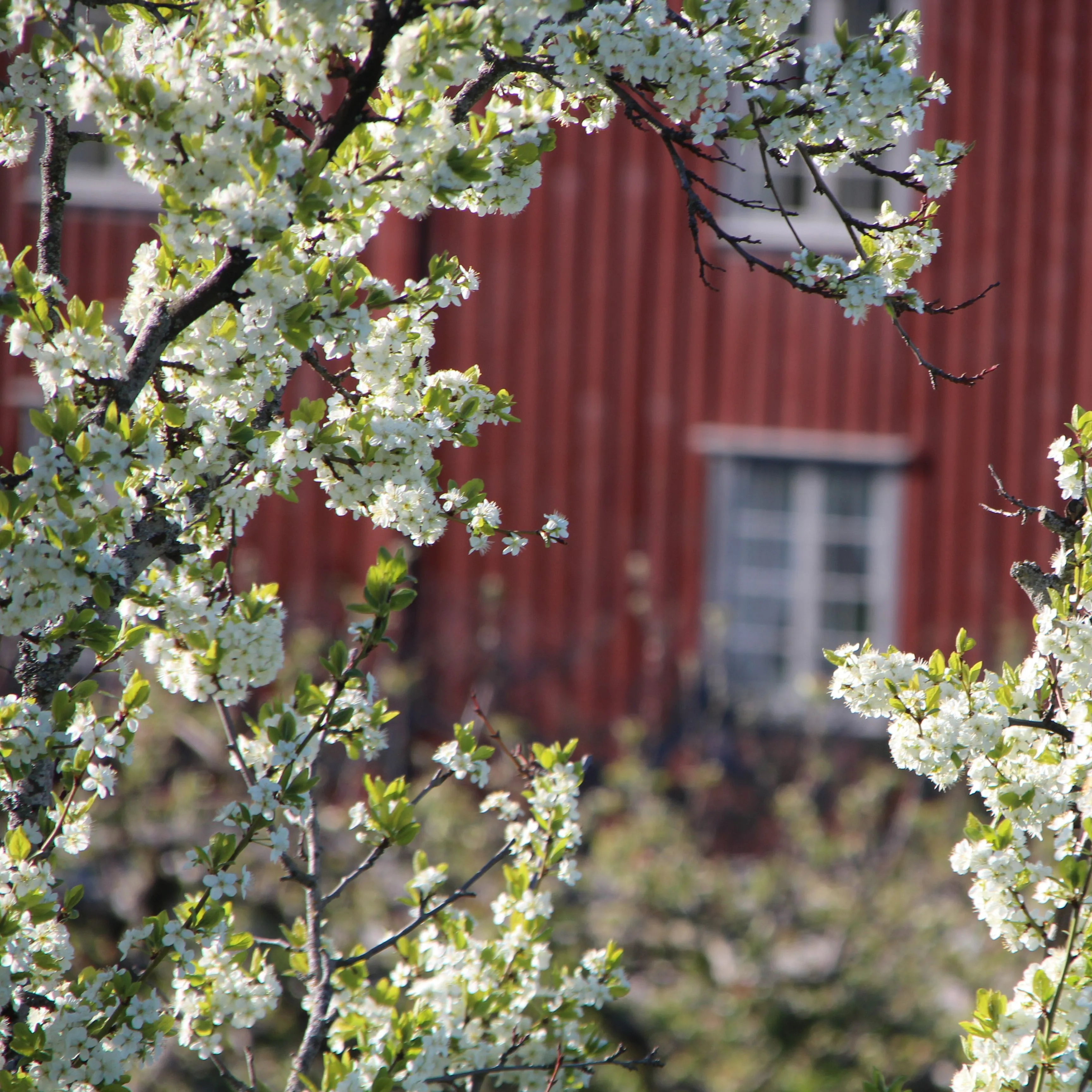Epleblomstring